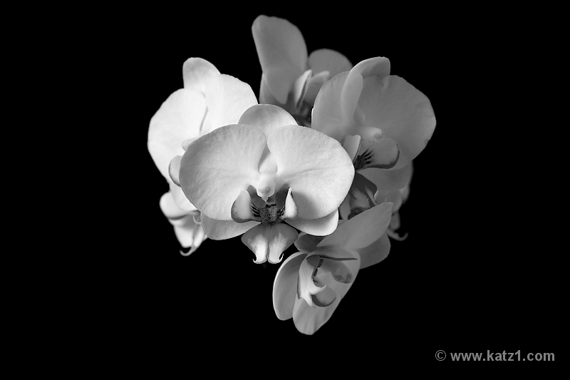 DSC04978B5 B-W